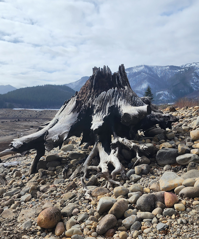 Burnt Log On Rocky Bank Photography Art | InYourBackyard