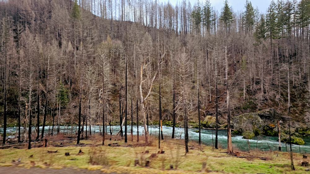 Moving Picture Along The River And Burnt Trees Photography Art | InYourBackyard