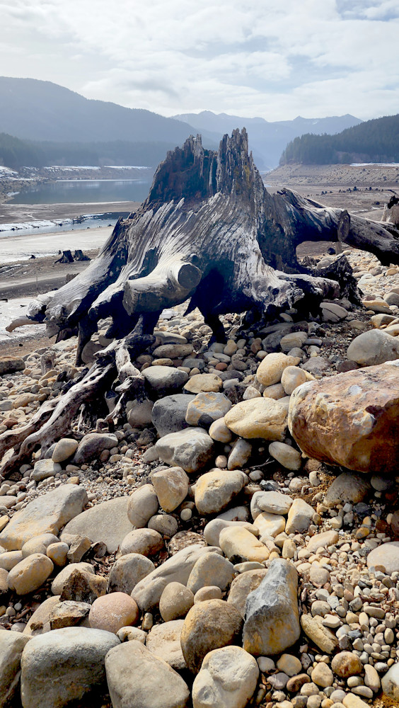 Burnt Wood Along Detroit Lake Bank Photography Art | InYourBackyard