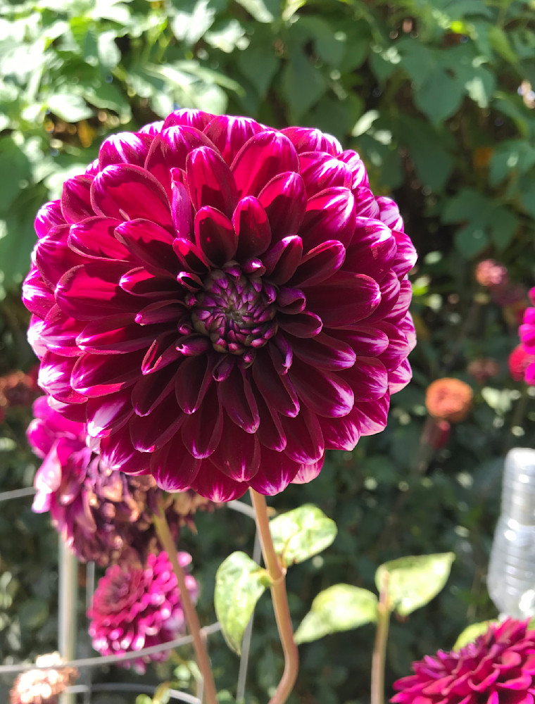 Img 2302 Photography Art | Felton Fotography