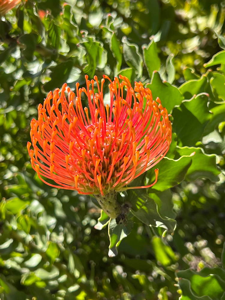 Img 3707 Photography Art | Felton Fotography