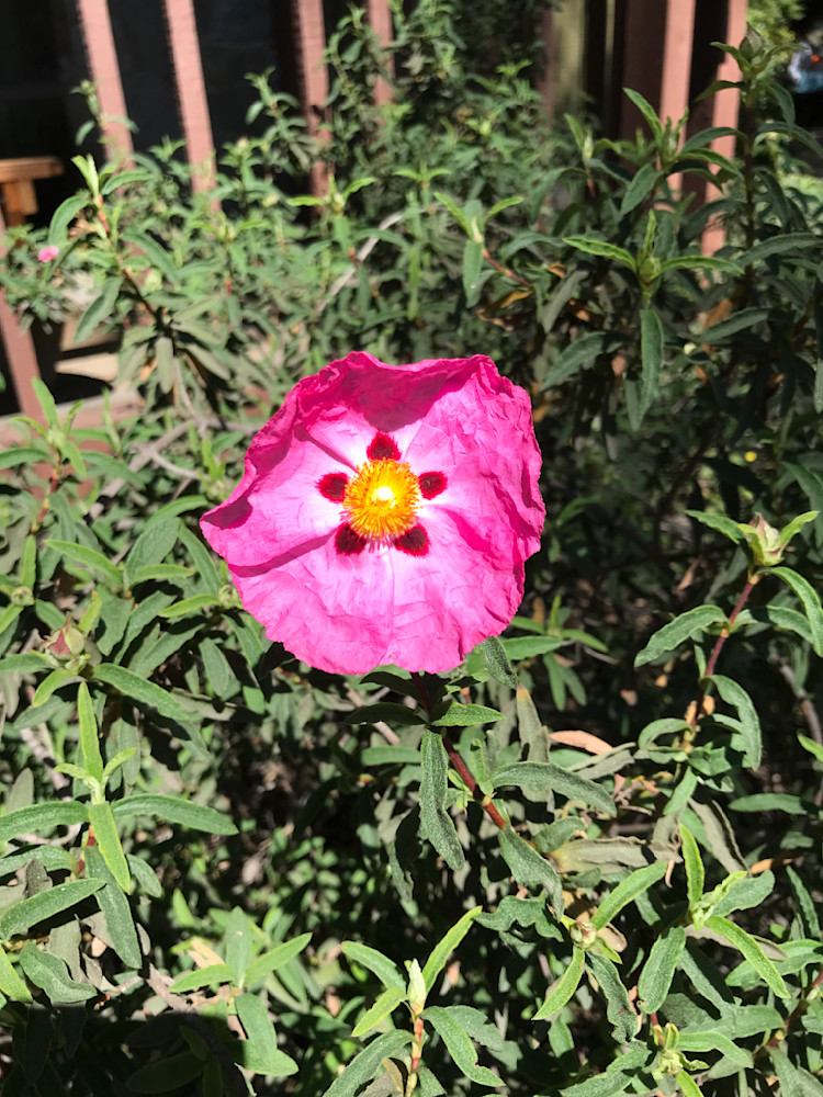 Img 2180 Photography Art | Felton Fotography