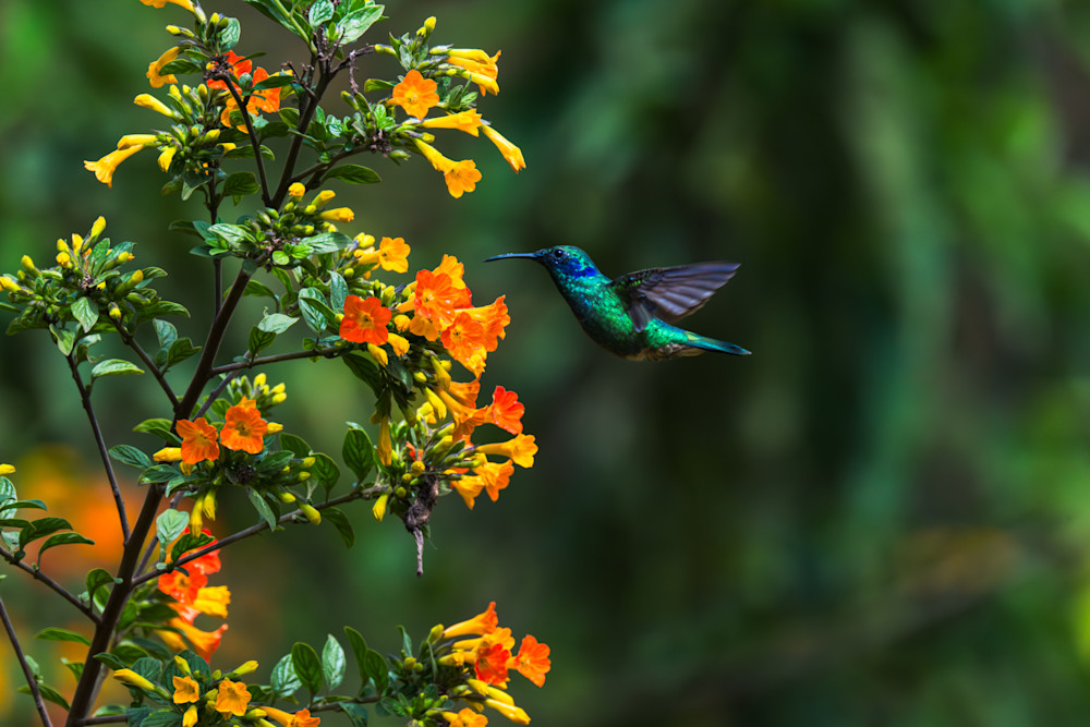 Volcanic Bloom Art | Birdman Co.