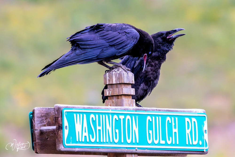 Raven Pair at Washington Gulch Road – Colorado Wildlife Photography | William Reed
