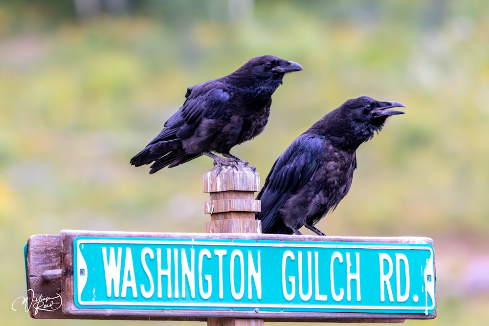 Ravens Calling at Washington Gulch – Colorado Wildlife Photography | William Reed