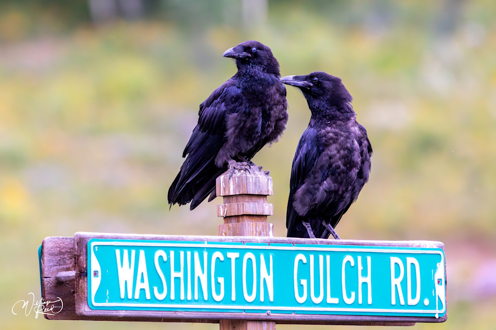 Ravens of Washington Gulch – Raven Pair Wildlife Photography | William Reed