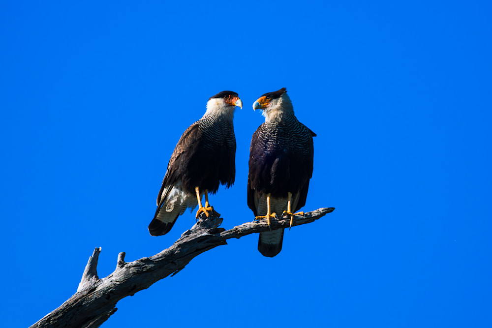 Guardians Of José Ignacio Art | Birdman Co.