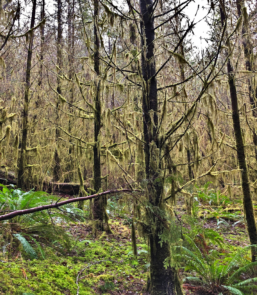 Mossy Coastal Forest Photography Art | InYourBackyard