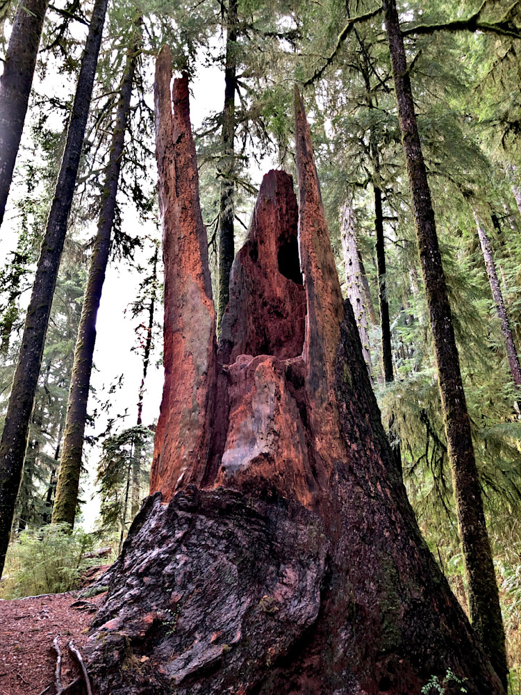 Old Coastal Wood Photography Art | InYourBackyard