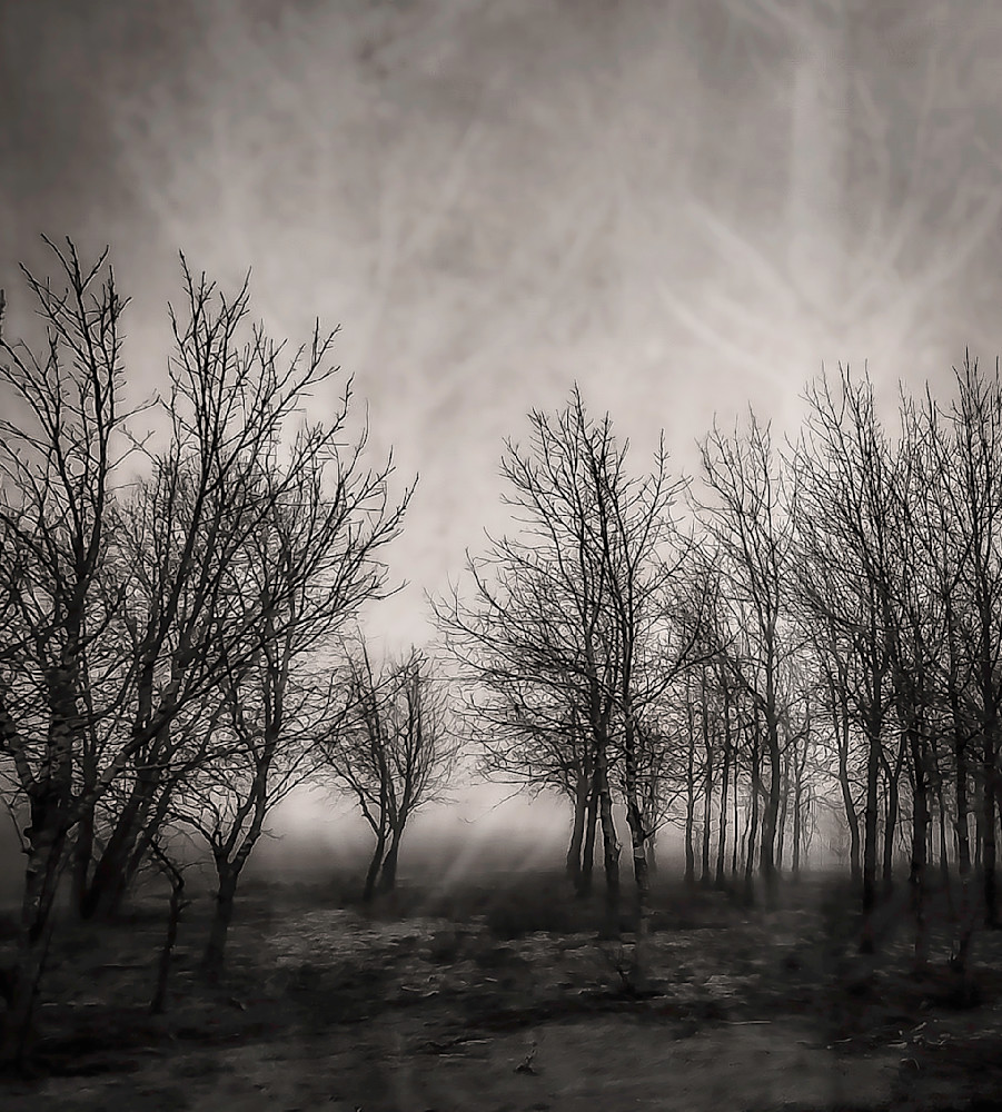 Light Between the Trees – Black and White Winter Forest Photography Print