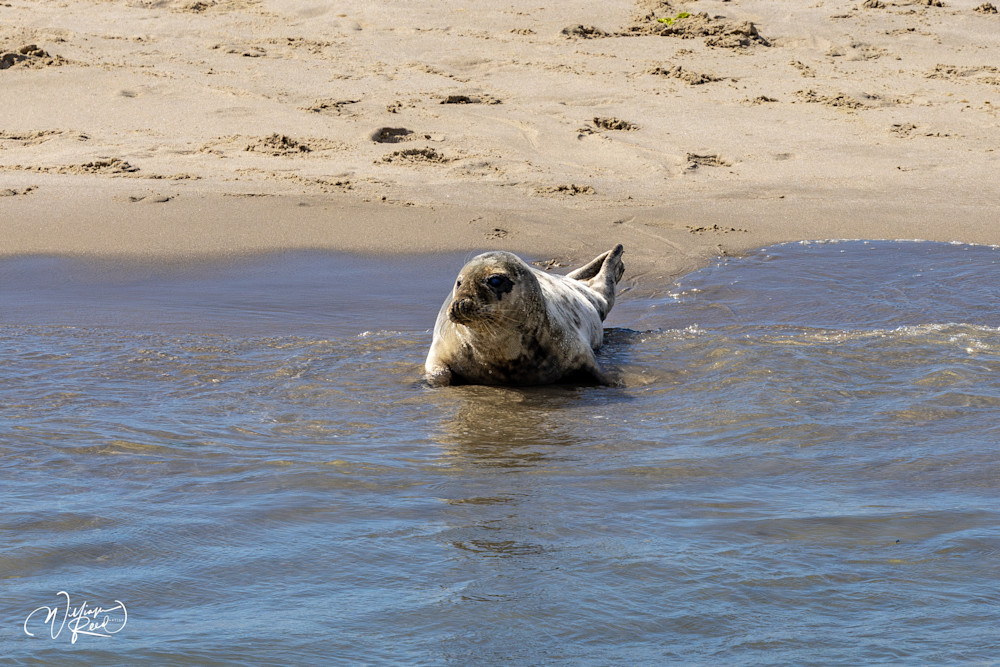 Gray Seal Emerging from the Tide – Cape Cod Wildlife Photography | William Reed
