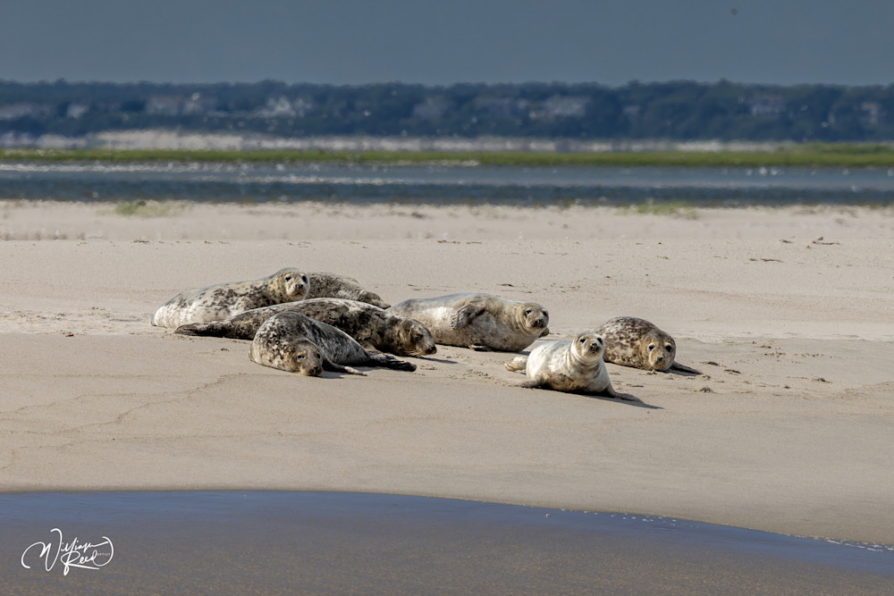 Young Gray Seals on Cape Cod Sandbar – Coastal Wildlife Photography | William Reed