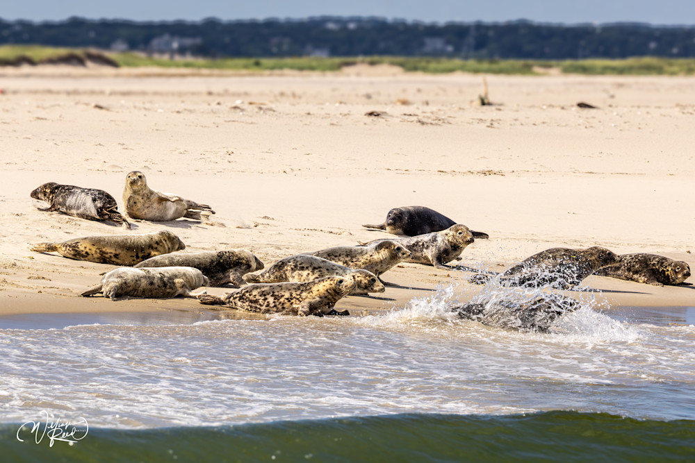 Gray Seals Entering the Surf – Cape Cod Wildlife Photography | William Reed