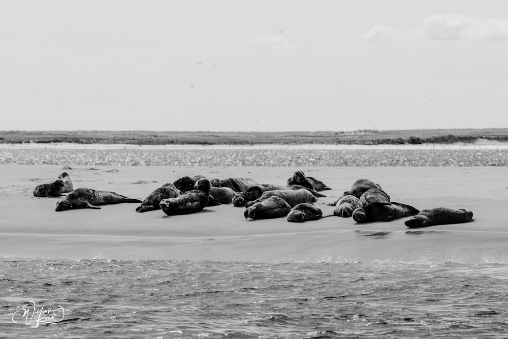 Black and white fine art photograph of a seal colony resting on a Cape Cod sandbar. Coastal wildlife photography by William Reed.