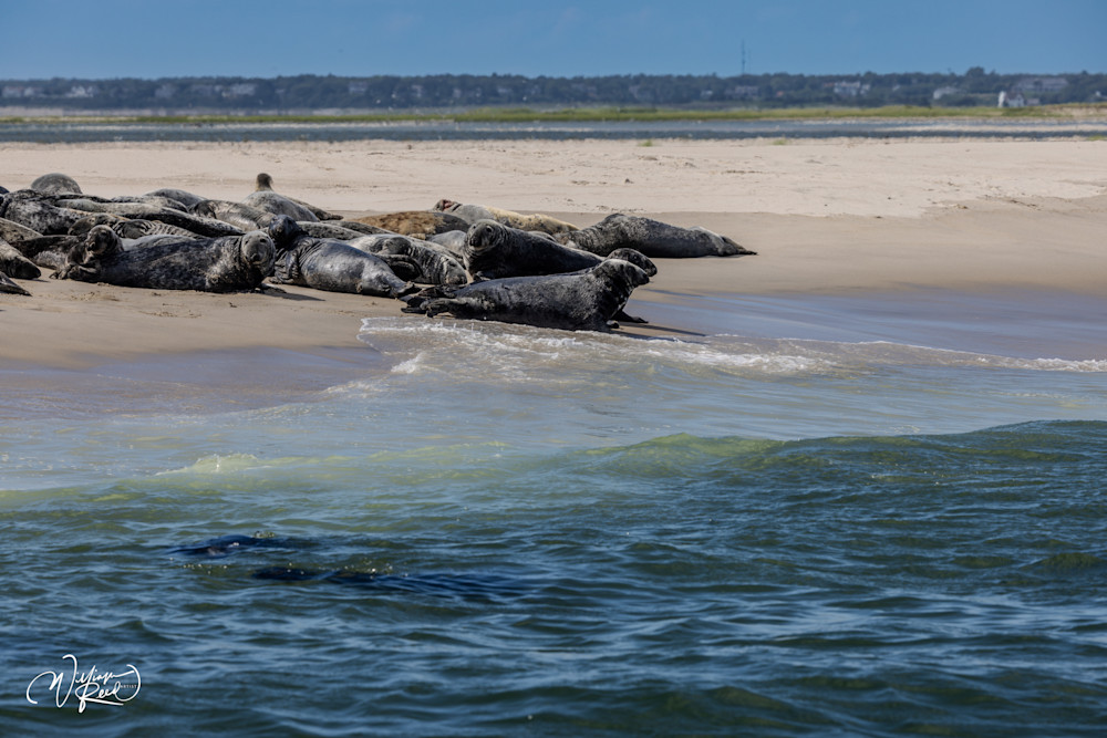 Cape Cod Seals Swimming Toward Sandbar – Coastal Wildlife Photography | William Reed