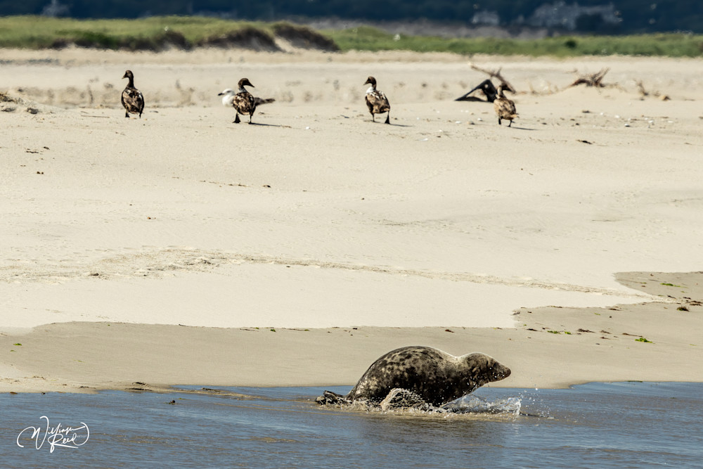 Gray Seal Returning to the Water – Cape Cod Wildlife Photography | William Reed