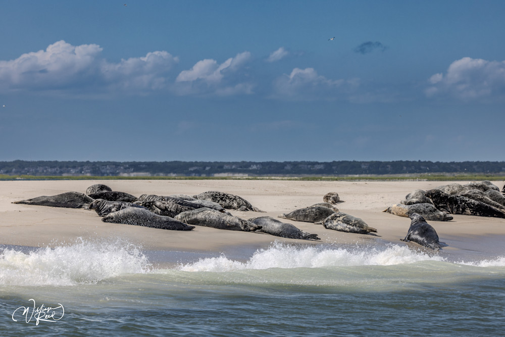 Cape Cod Seals on Sandbar with Atlantic Surf – Coastal Wildlife Photography | William Reed