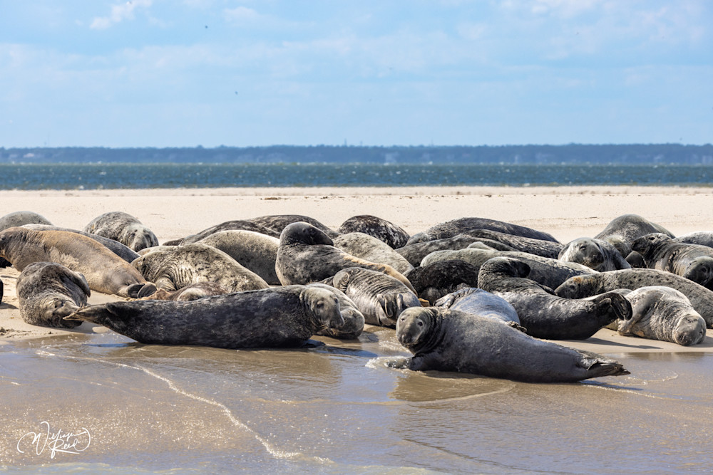 Gray Seal Colony on Cape Cod Sandbar – Coastal Wildlife Photography | William Reed