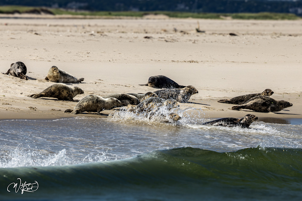 Gray Seals Entering the Atlantic – Cape Cod Wildlife Photography | William Reed