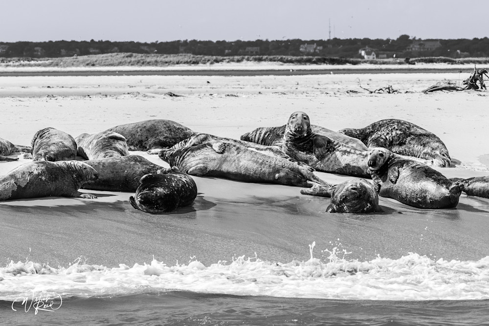 Black and White Gray Seals on Cape Cod Sandbar – Wildlife Photography | William Reed