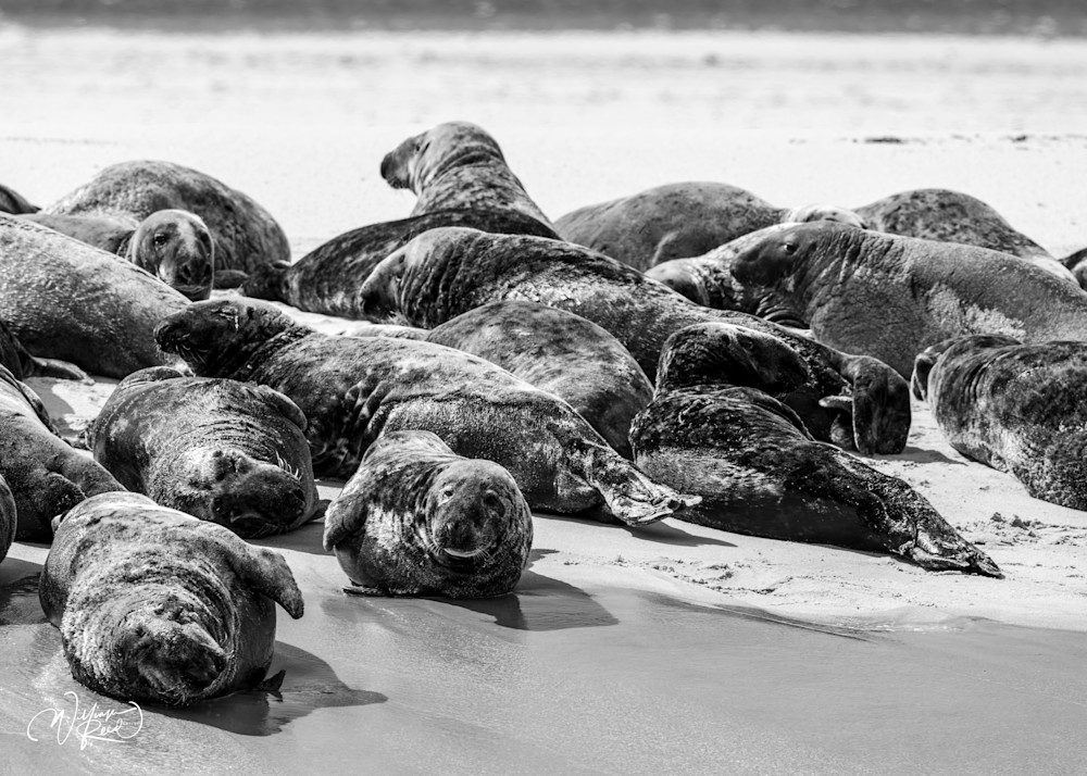 Black & White Gray Seal Colony – Cape Cod Wildlife Photography | William Reed