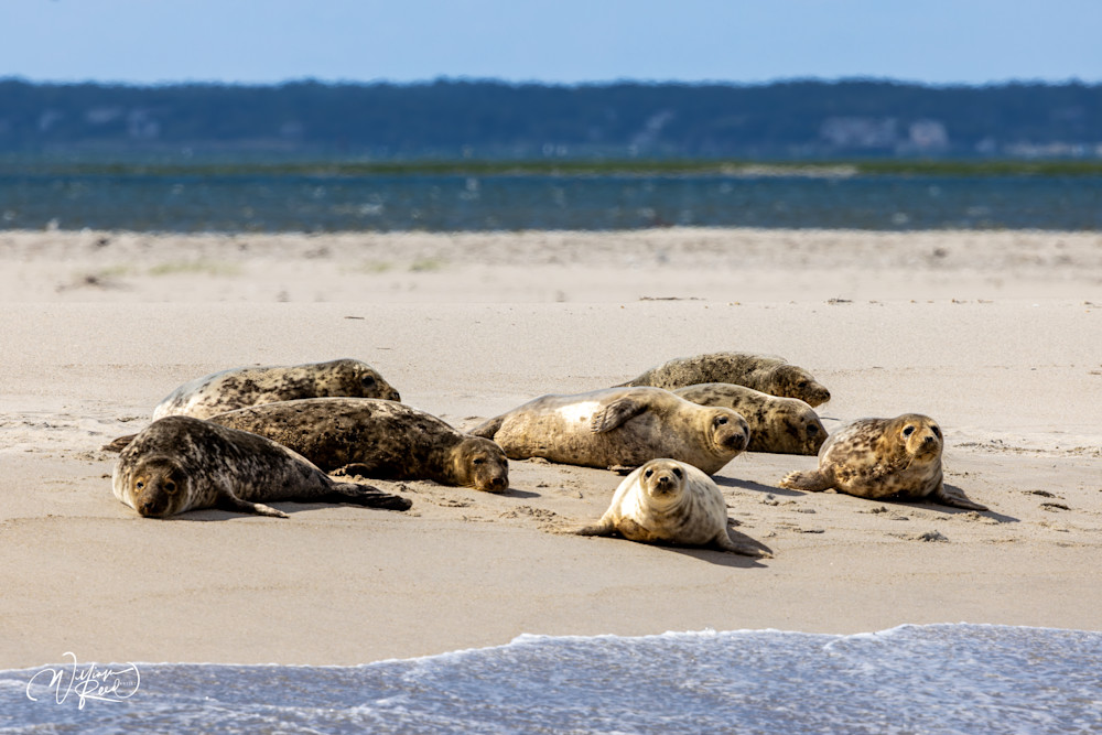 Gray Seals on Cape Cod Sandbar – Coastal Wildlife Photography | William Reed