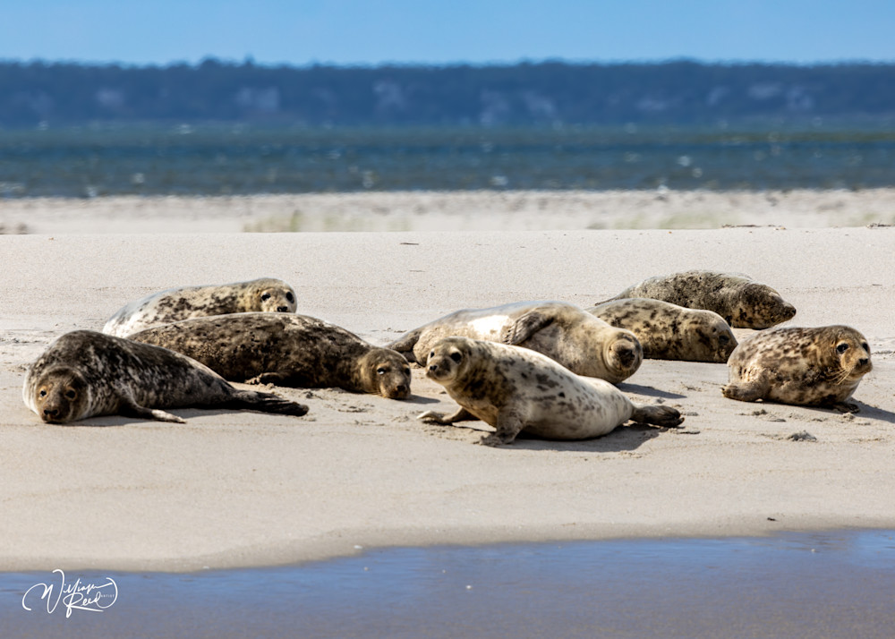 Young Gray Seals on Cape Cod Sandbar – Coastal Wildlife Photography | William Reed