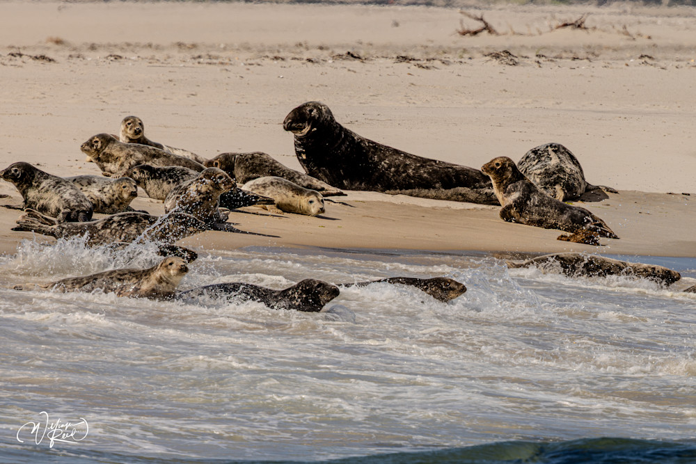 Gray Seals Returning to the Sea – Cape Cod Wildlife Photography | William Reed