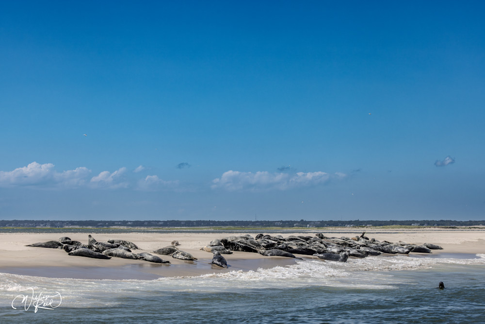 Cape Cod Seal Colony with Watchful Seal – Coastal Wildlife Photography | William Reed