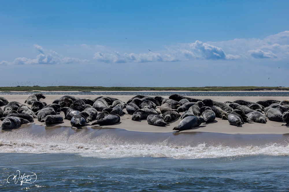 Cape Cod Seals at the Water’s Edge – Coastal Wildlife Photography | William Reed