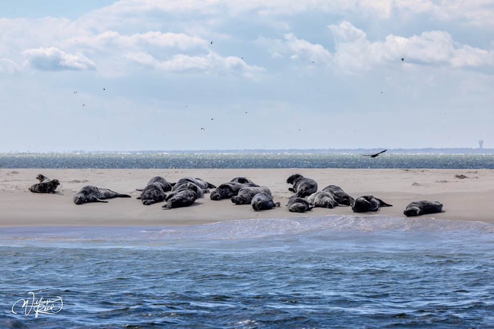 Cape Cod Seals Between Tides – Coastal Wildlife Photography | William Reed
