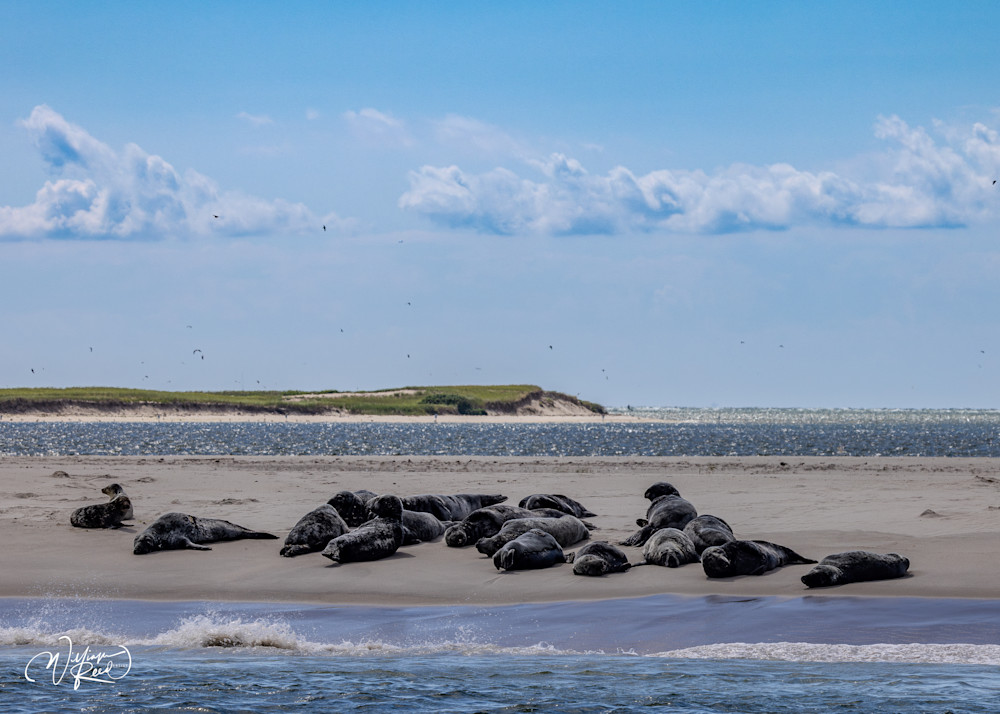 Cape Cod Seal Colony Photography – Coastal Wildlife Art | William Reed