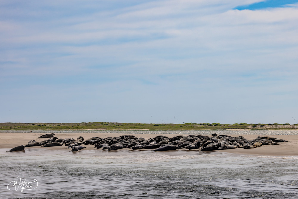 Cape Cod Seal Colony on Sandbar – Coastal Wildlife Photography | William Reed