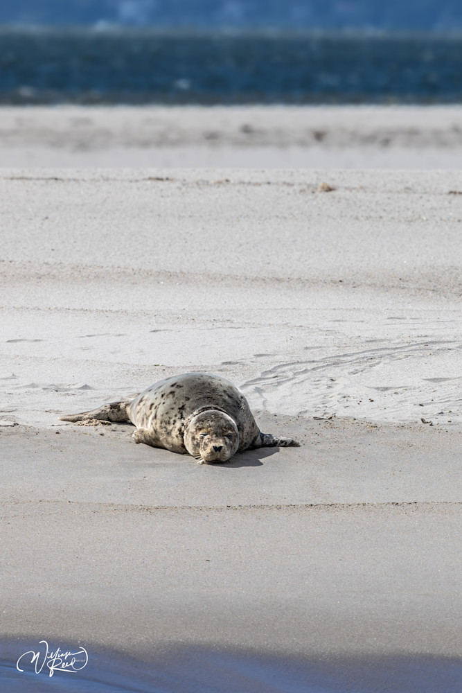 Solitary Gray Seal on Cape Cod Sandbar – Coastal Wildlife Photography | William Reed