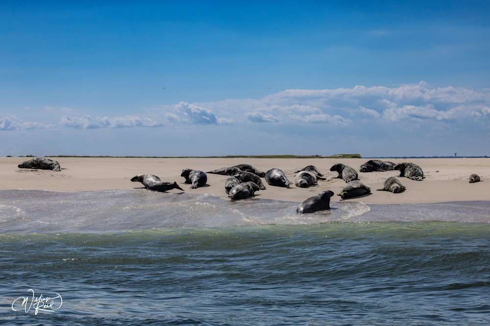 Cape Cod Seals Returning to the Ocean – Coastal Wildlife Photography | William Reed