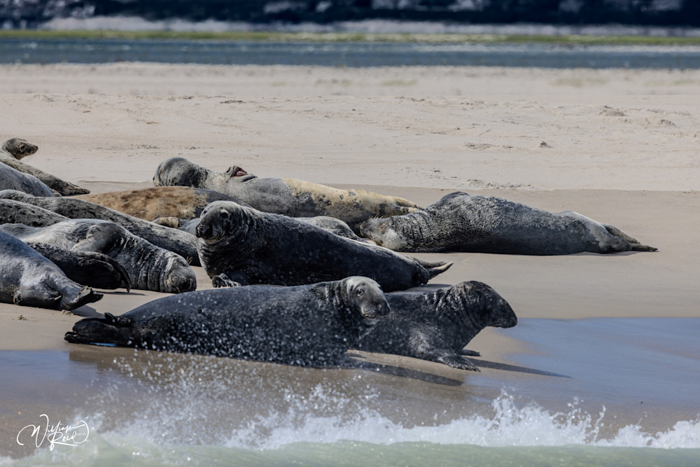 Gray Seals Resting on Cape Cod Sandbar – Coastal Wildlife Photography | William Reed