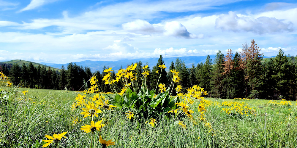 Arrowleaf Balsamroot In The Wallowa Mountains Photography Art | InYourBackyard
