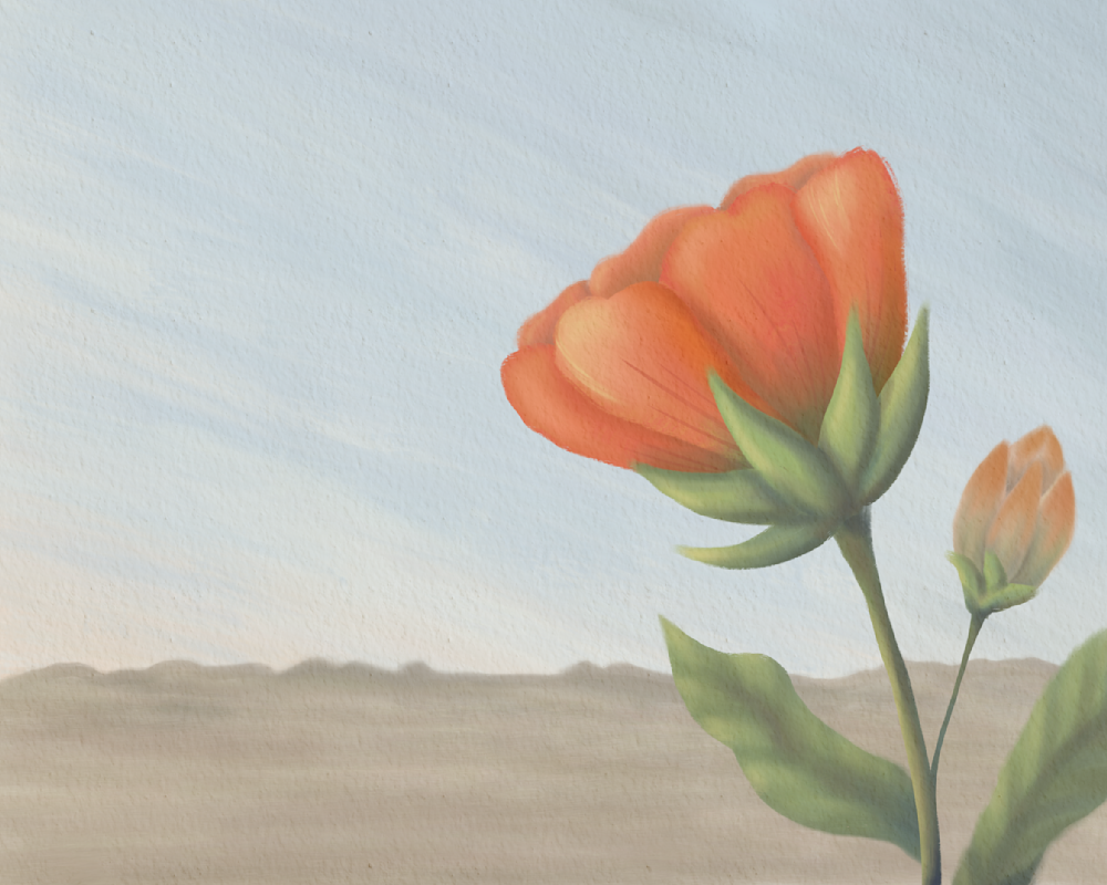 At Noon – Globe Mallow Desert Wall Art | Minimalist Southwest Wildflower Art