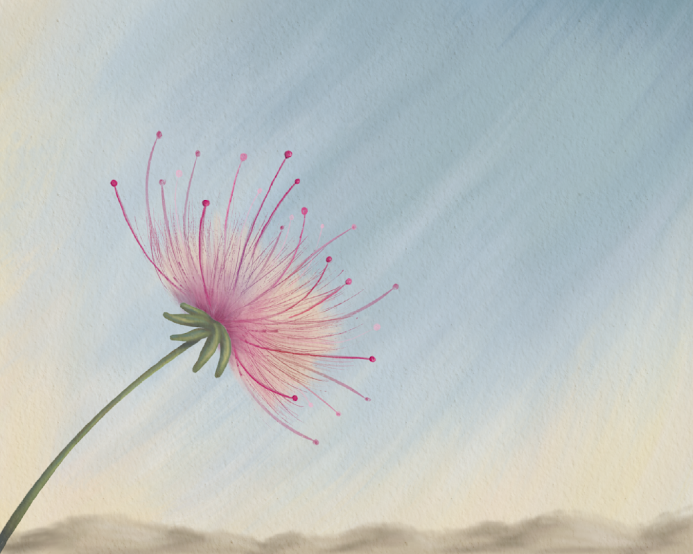 Held Lightly – Fairy Duster Desert Wall Art | Minimalist Southwest Botanical Art