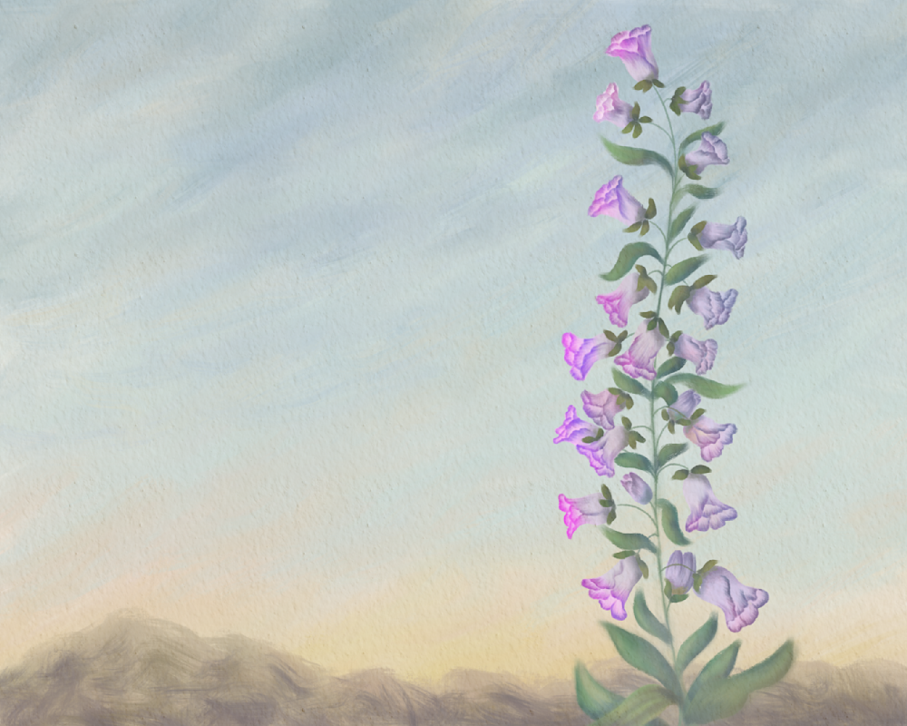 Pale Wind – Penstemon Desert Wildflower Wall Art | Minimalist Southwest Botanical Art