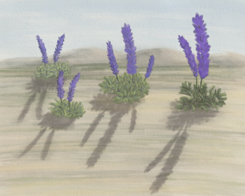 Three Lupines in Quiet Conversation – Desert Wildflower Wall Art | Southwest Botanical Art