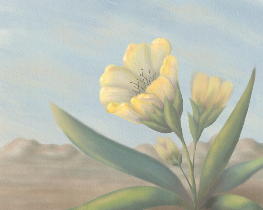 Waiting – Evening Primrose Desert Wall Art | Minimalist Southwest Wildflower Art