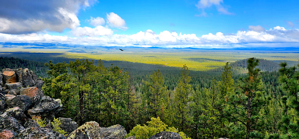 Deschutes Forest From Pringle Butte Photography Art | InYourBackyard