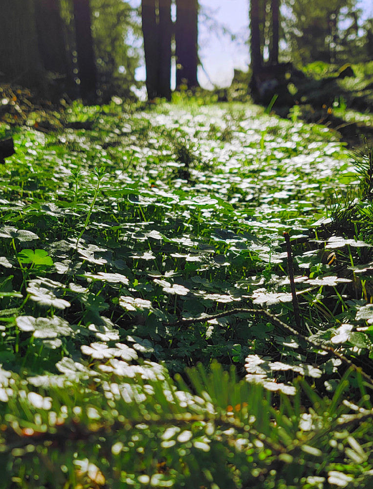 Clover Ground Cover Photography Art | InYourBackyard