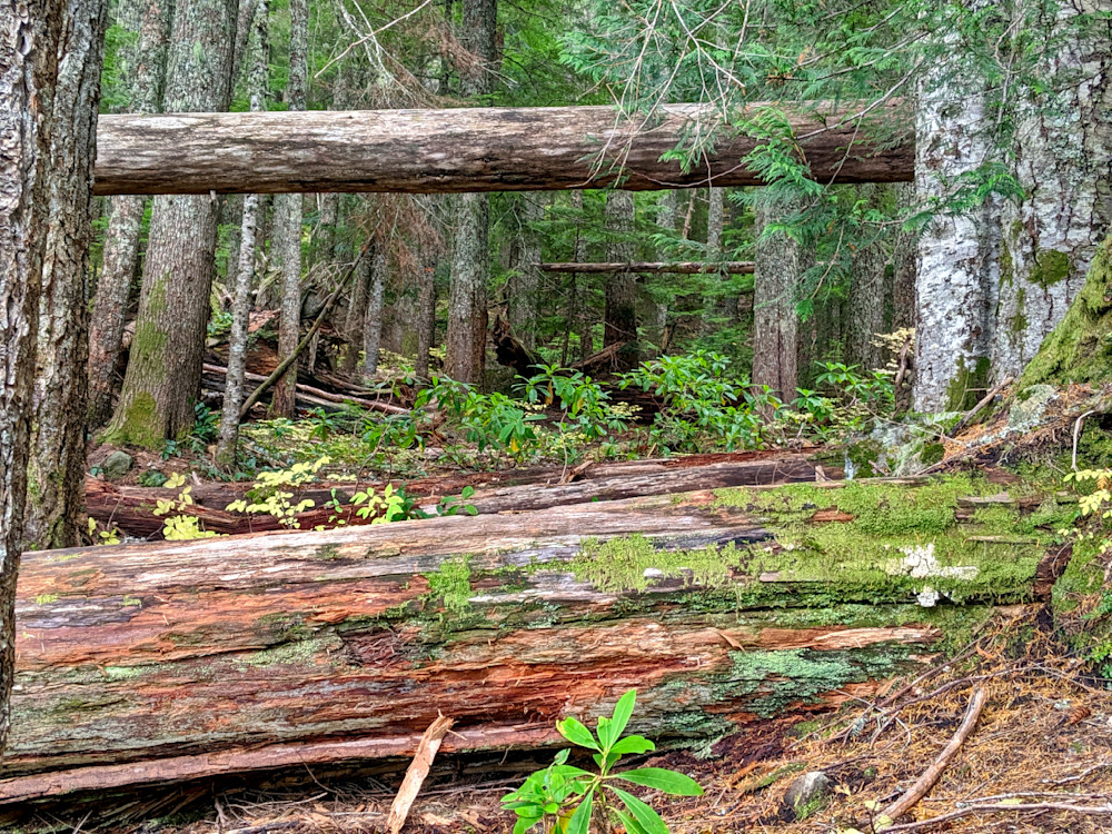 Deep Into The Forest Photography Art | InYourBackyard