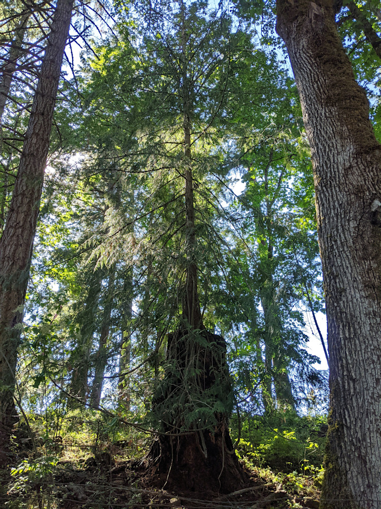 Gorgeous Nurse Log Photography Art | InYourBackyard