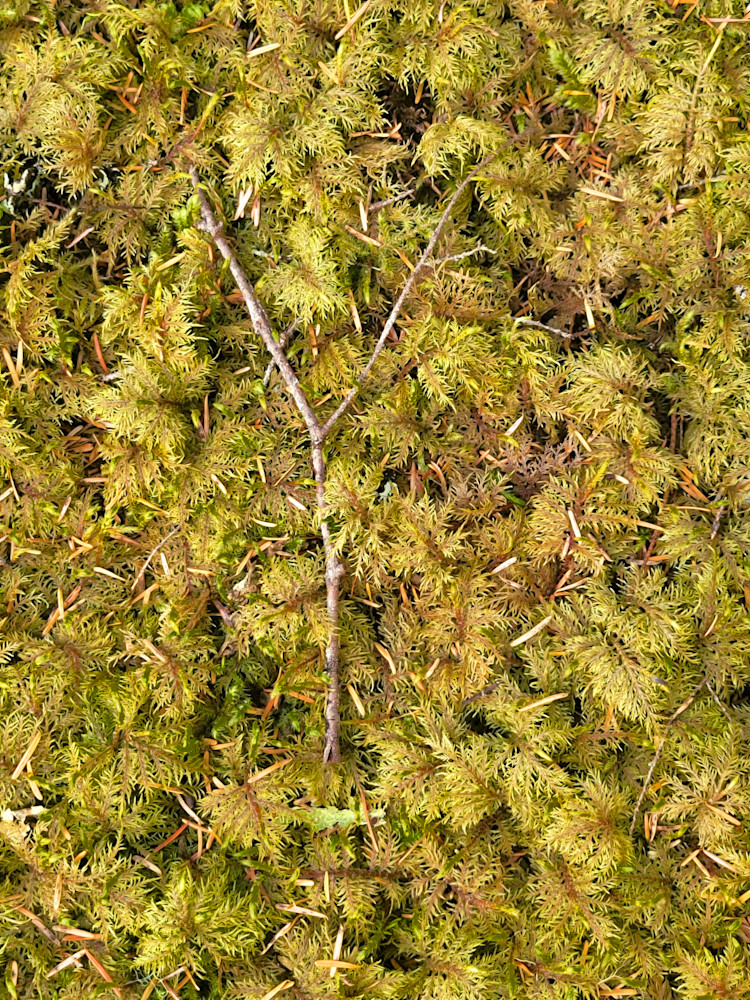 Forest Cover Photography Art | InYourBackyard