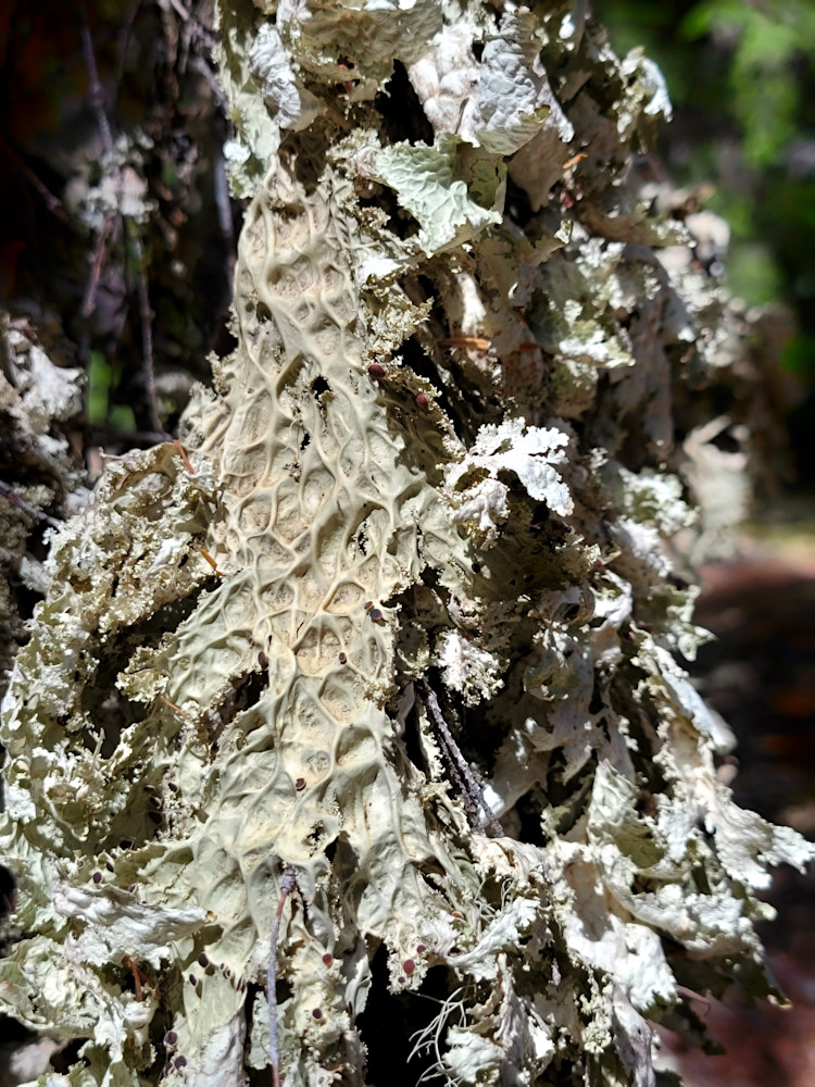 Forest Decay Photography Art | InYourBackyard