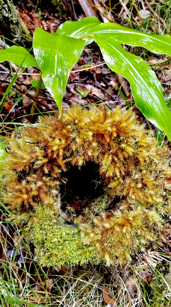 Mossy Ring Photography Art | InYourBackyard