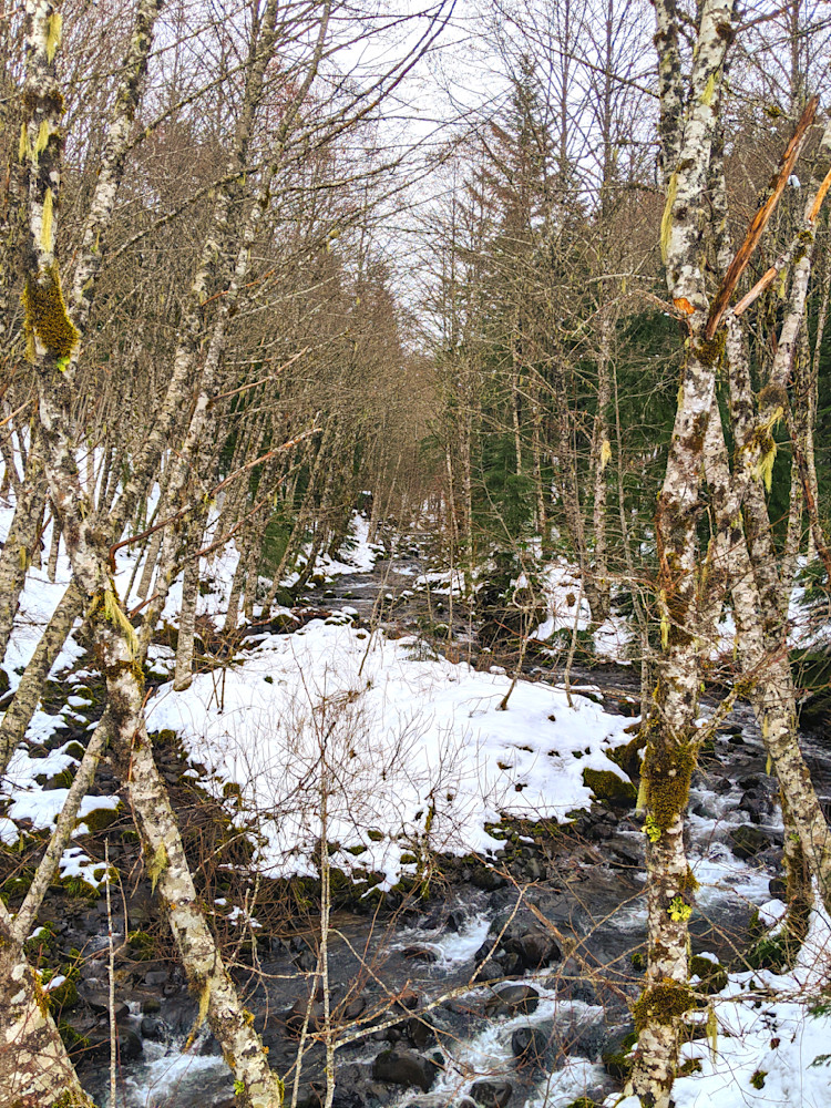 Birch Dreams In Breitenbush Hot Springs Photography Art | InYourBackyard